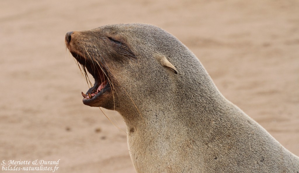 Otarie du Cap (Cap Cross, Namibie)