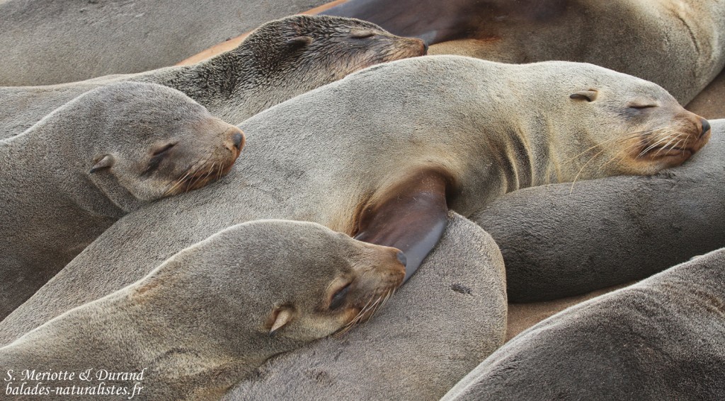 Otarie du Cap (Cap Cross, Namibie)