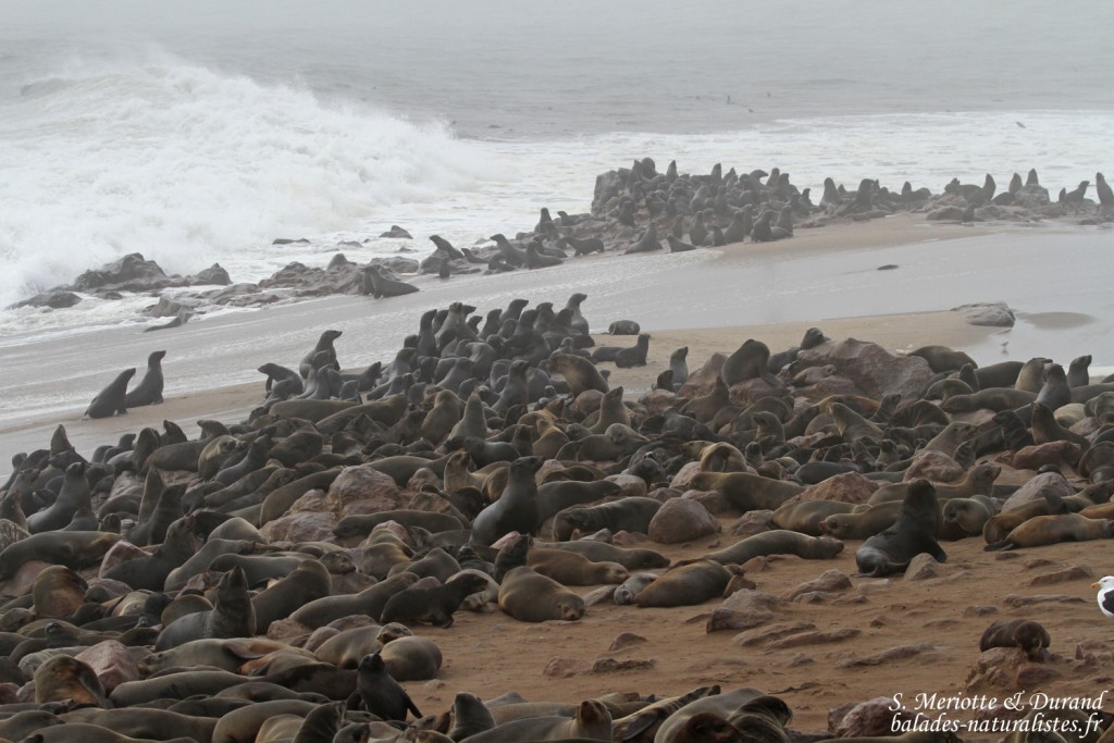 Otarie du Cap (Cap Cross, Namibie)