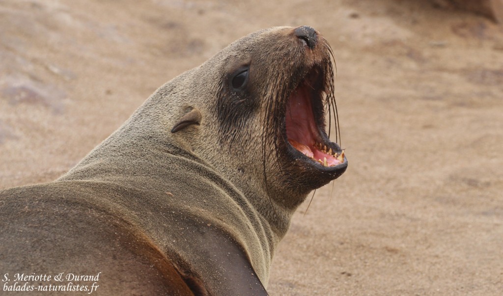 Otarie du Cap (Cap Cross, Namibie)