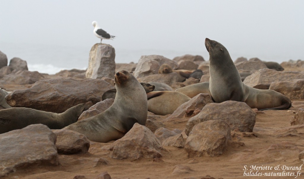 Otarie du Cap (Cap Cross, Namibie)