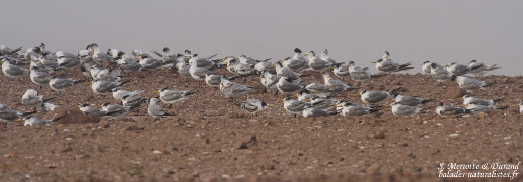 Sternes huppées (Cap Cross, Namibie)