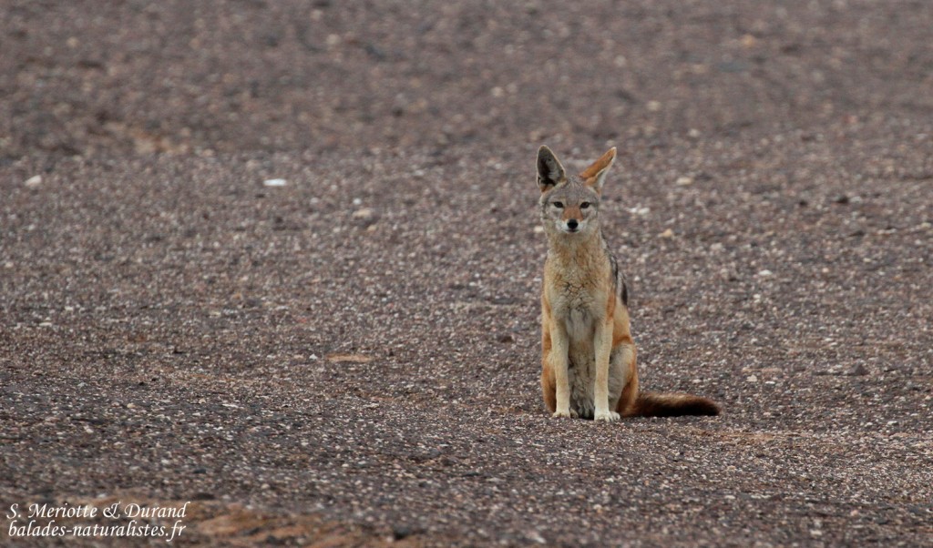 Chacal (Cap Cross, Namibie)