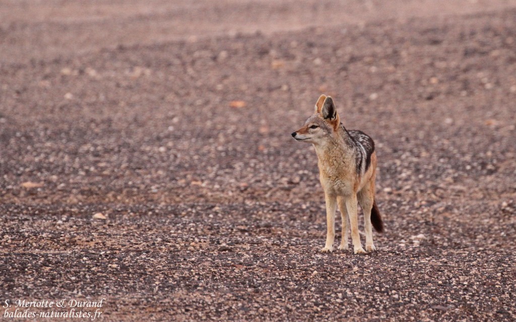 Chacal (Cap Cross, Namibie)