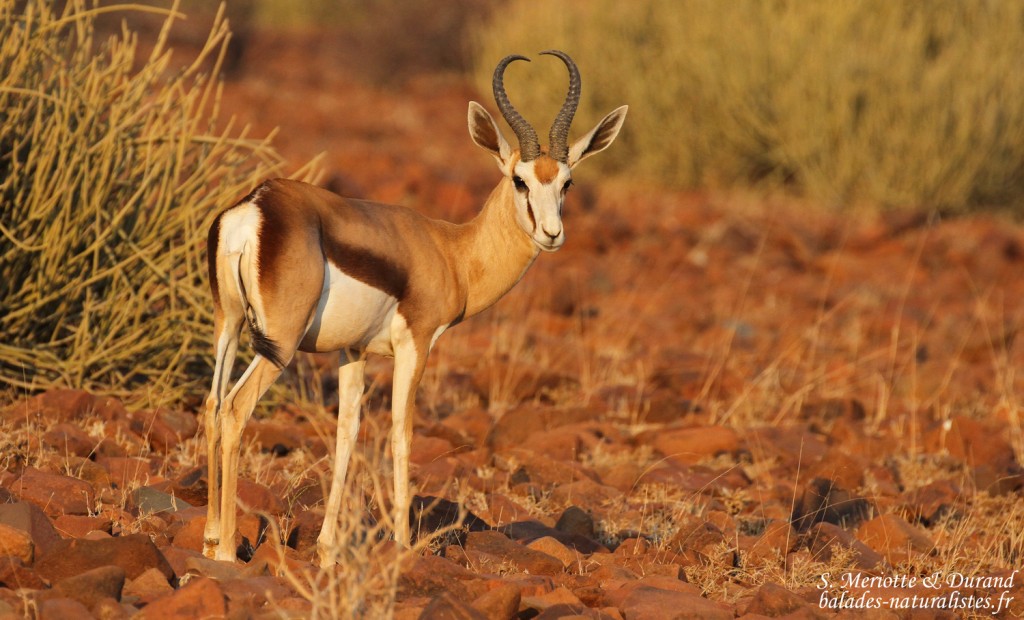 Springbok près de Palmwag