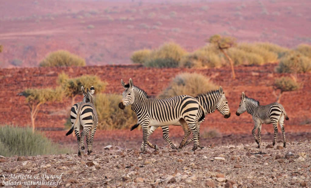 Zèbres de montagne de Hartmann près de Palmwag