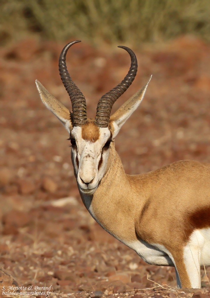 Springbok près de Palmwag