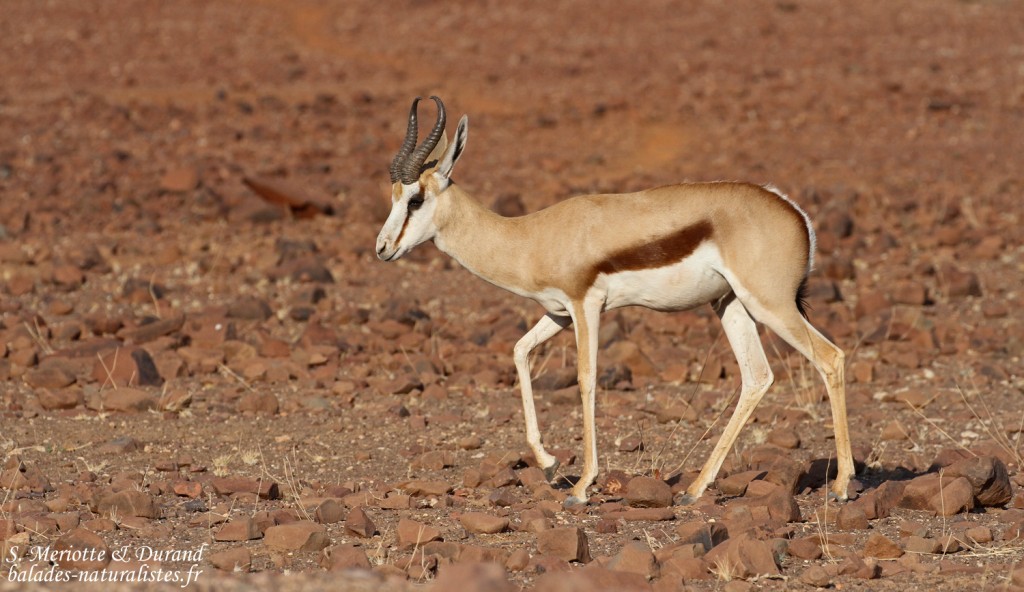 Springbok près de Palmwag