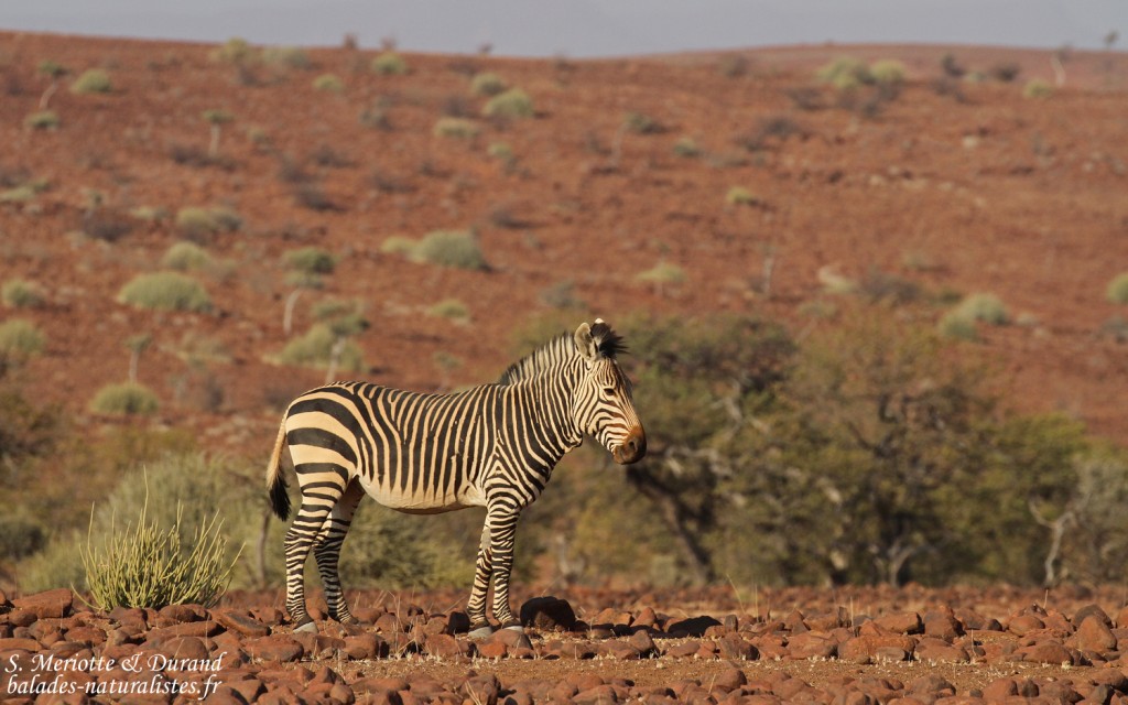 Zèbre de montagne de Hartmann près de Palmwag