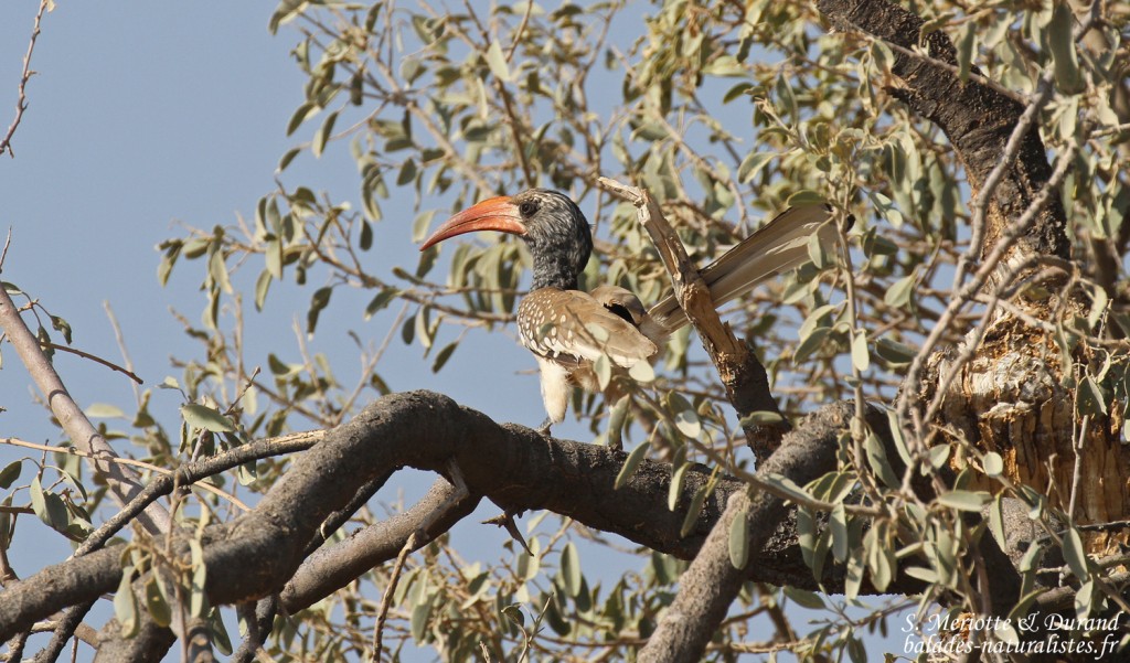 Calao de Montero, Montero's Hornbill (Damaraland)