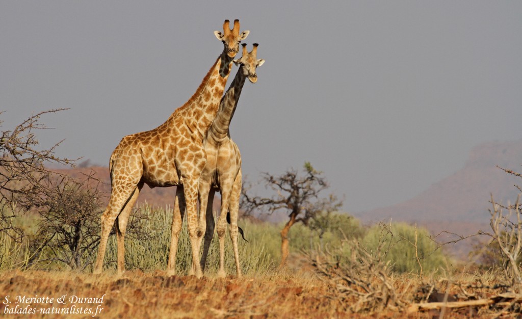 Giraffes près de Palmwag