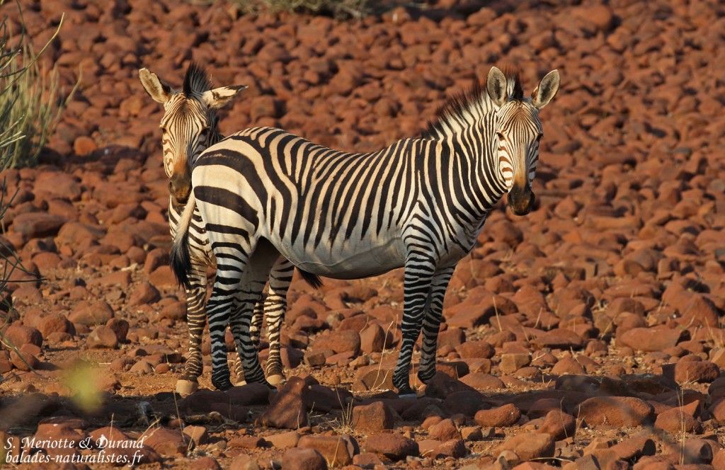 Zèbres de montagne de Hartmann près de Palmwag