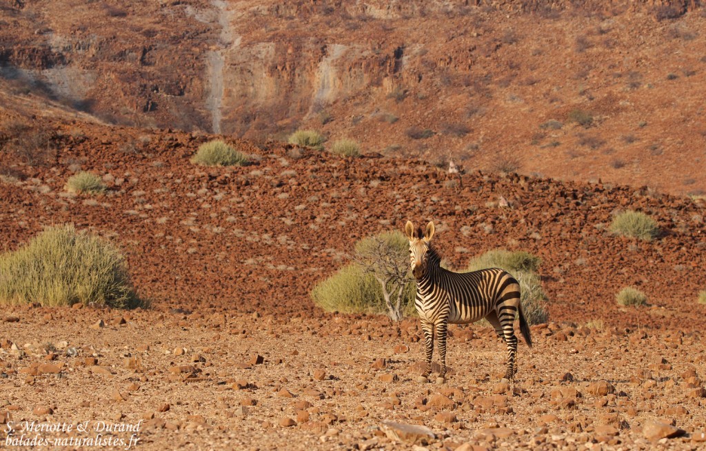 Zèbre de montagne de Hartmann près de Palmwag