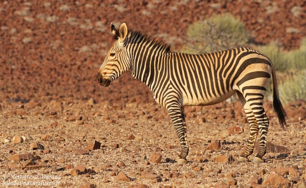 Zèbre de montagne de Hartmann près de Palmwag