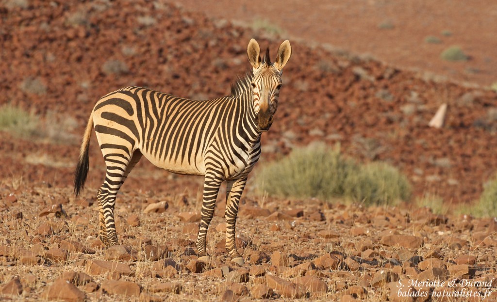 Zèbre de montagne de Hartmann près de Palmwag