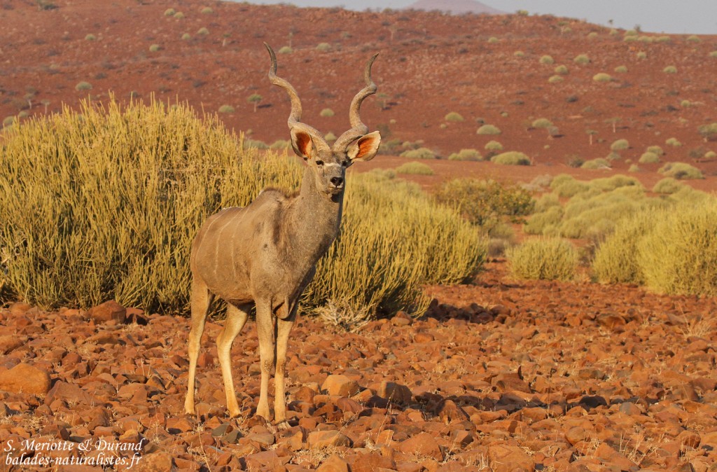 Grand Koudou près de Palmwag