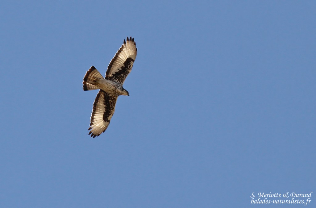 African-hawk Eagle, Aigle fascié, Windhoek