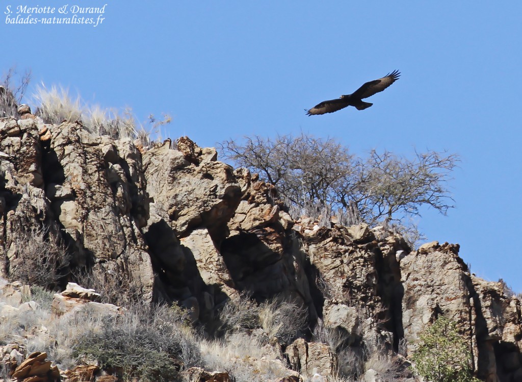 Aigle de Verreaux, sud de Windhoek