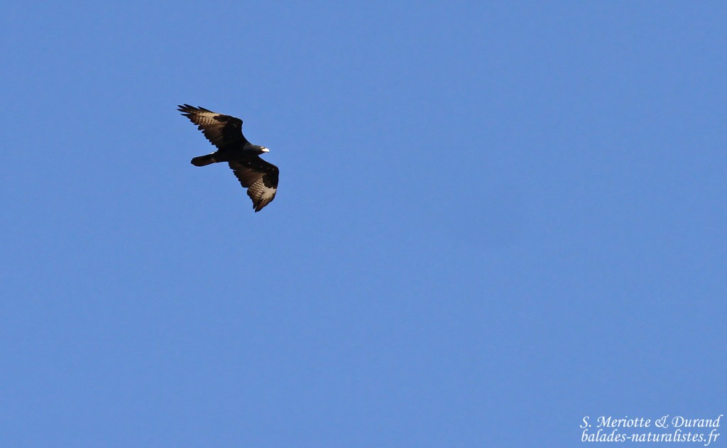 Aigle de Verreaux, sud de Windhoek