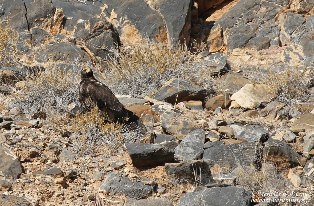 Aigle de Verreaux immature, sud de Windhoek