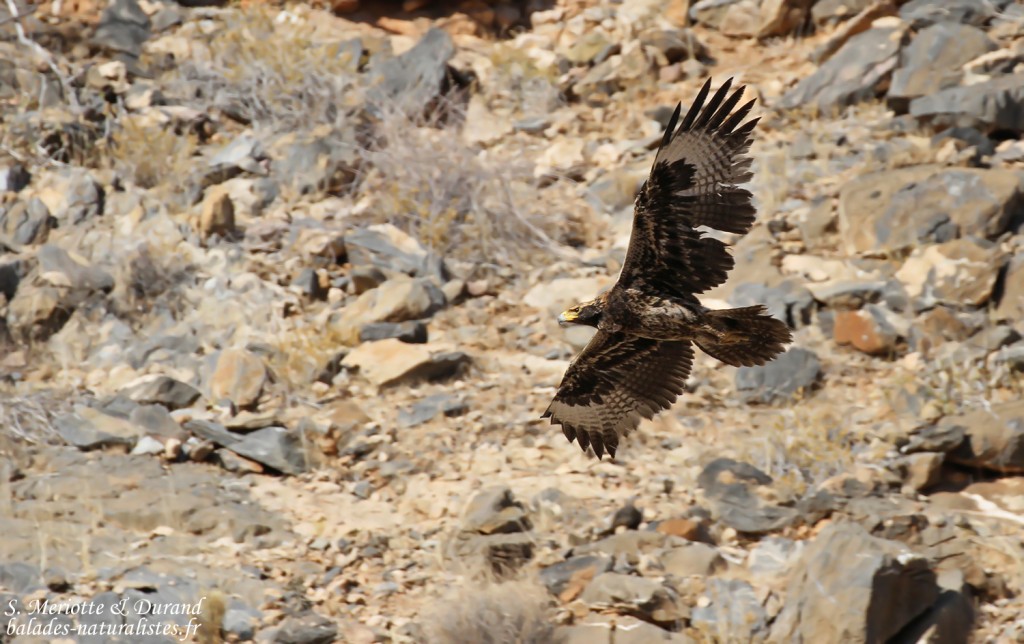 Aigle de Verreaux immature, sud de Windhoek