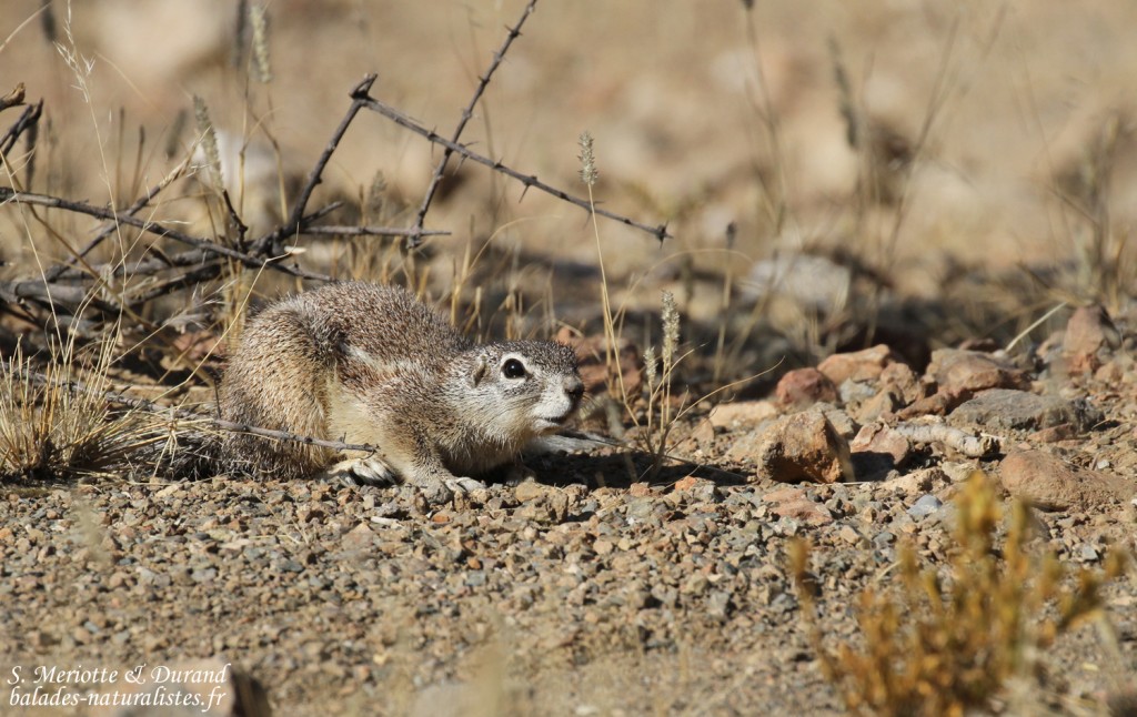 Écureuil terrestre, Naukluft