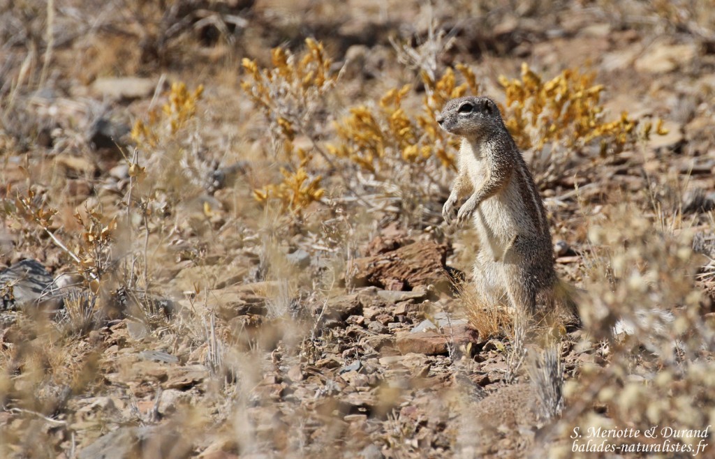 Écureuil terrestre, Naukluft