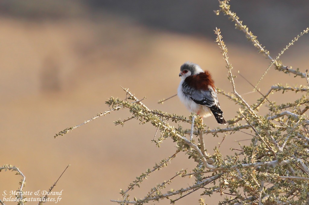 Fauconnet pygmée, Naukluft