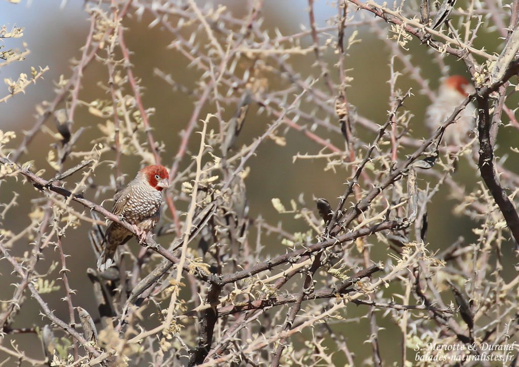 Red-headed finch, Amadine à tête rouge, sud de Windhoek