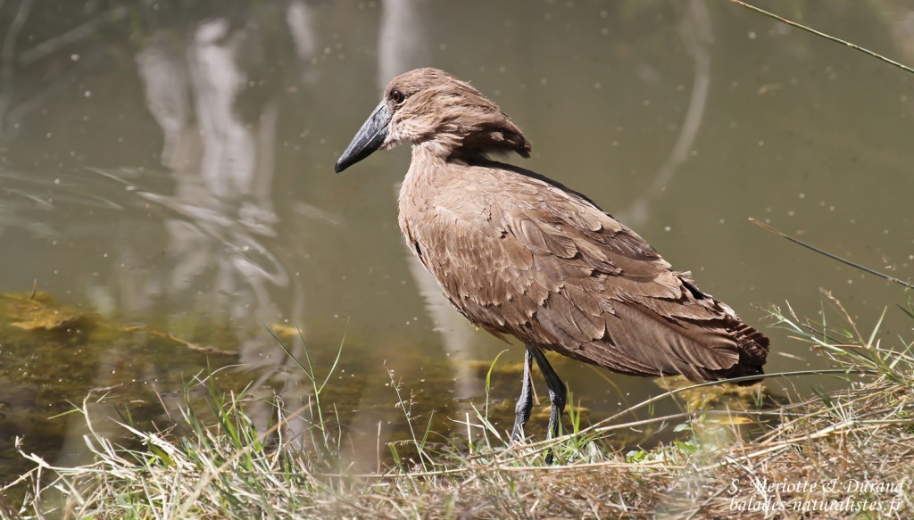 Ombrette africaine, pistes au sud de Windhoek