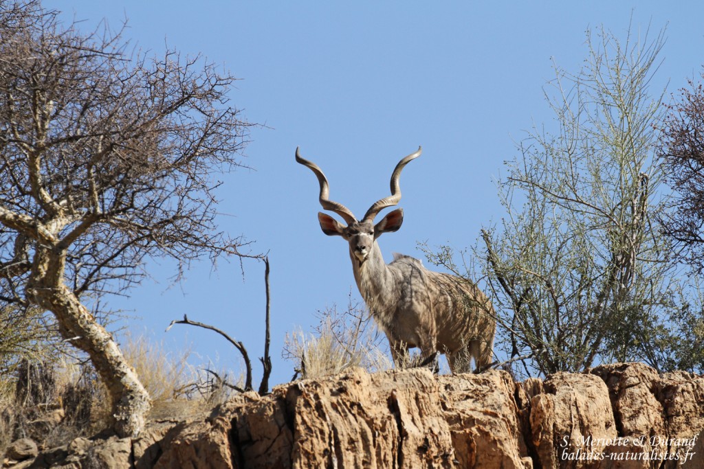 Grand Koudou, sud de Windhoek