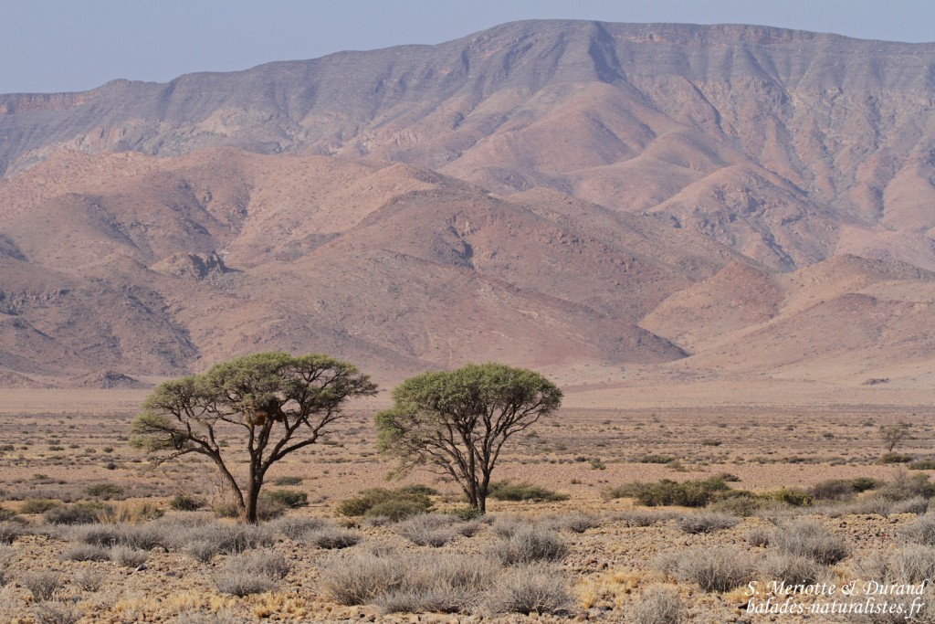 Désert du Namib
