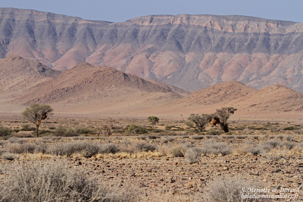 Désert du Namib