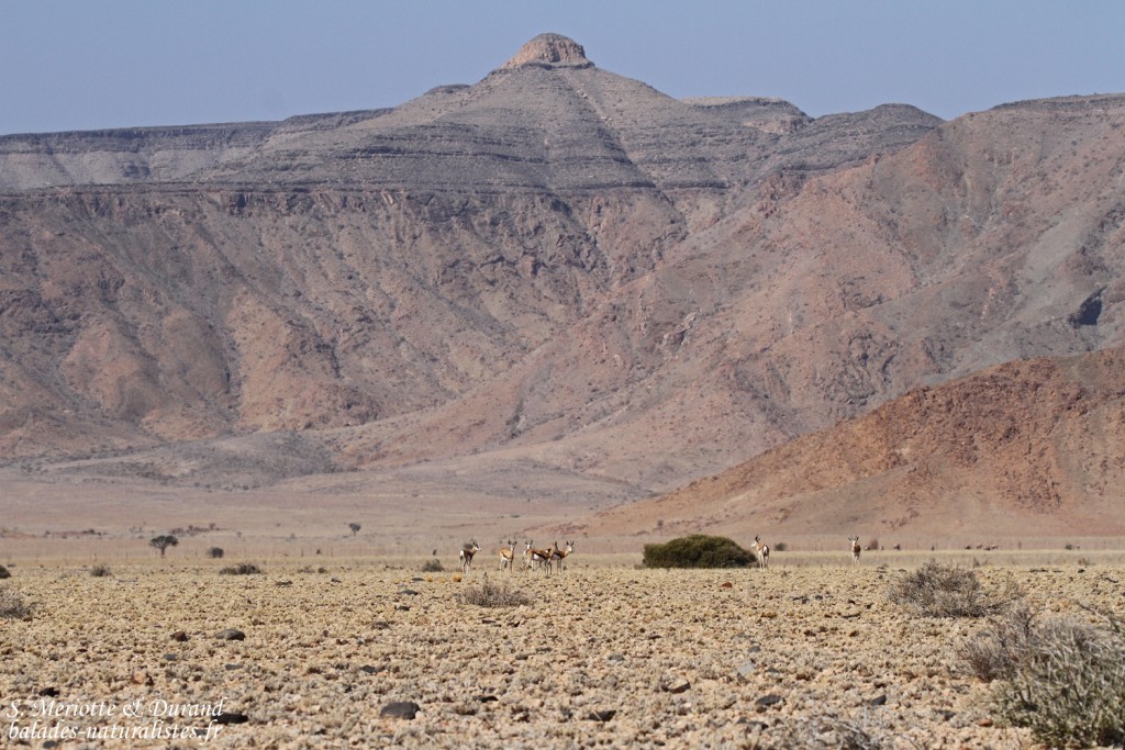 Désert du Namib