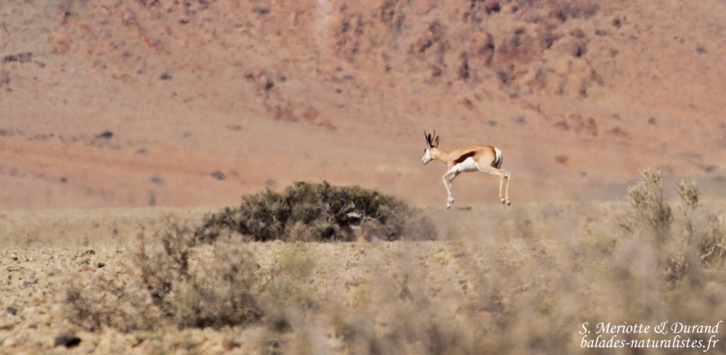 Springbok bondissant, Désert du Namib