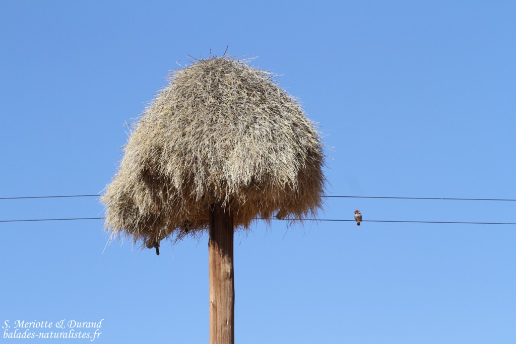 Nid de Tisserin sociable récupéré par les amadines