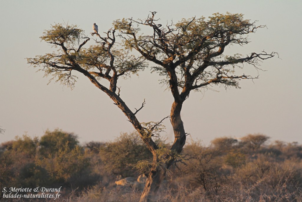 Autour pâle, sud de Windhoek