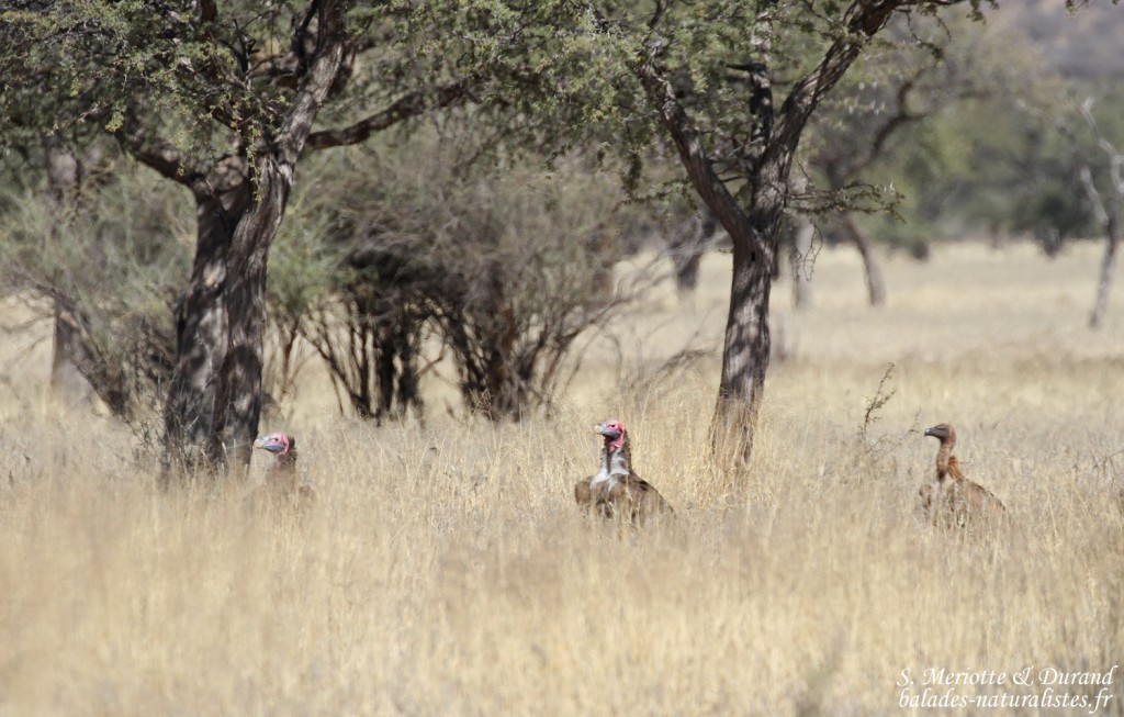 Vautour oricou et Vautour africain, Paysages au sud de Windhoek