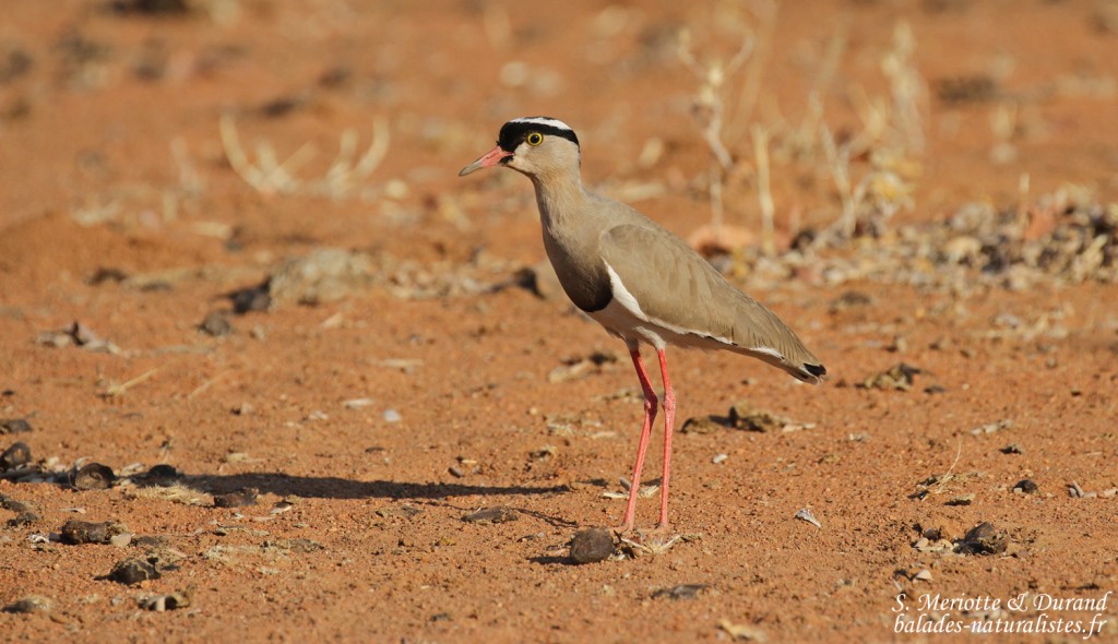 Vanneau couronné, Hobatere