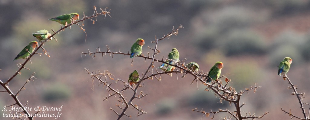 Inséparable rose-gorge, Rosy-faced Lovebird