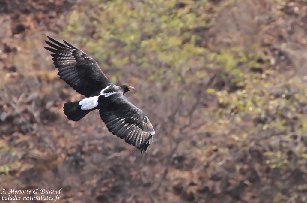 Aigle de Verreaux, Passe de Grootberg