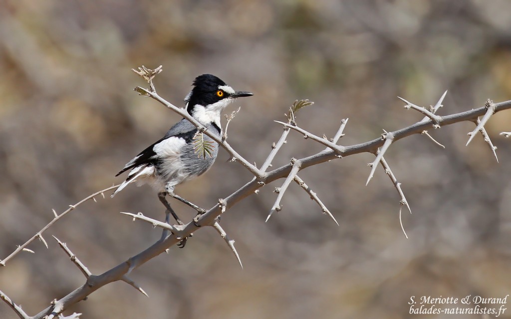 Lanielle à queue blanche, White-tailed Shrike