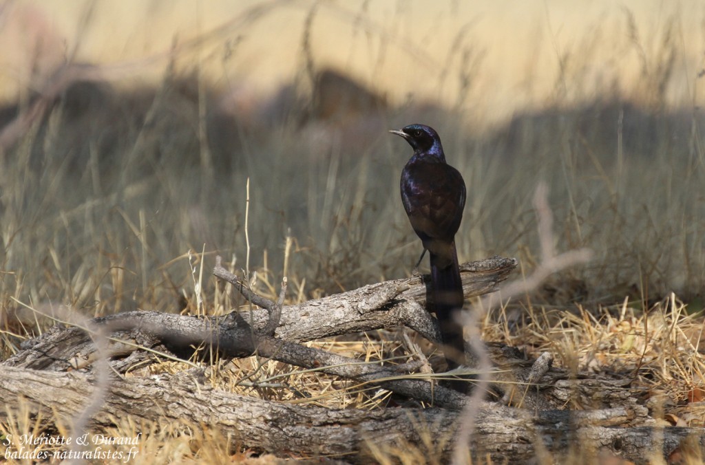 Meves's Starling, Hobatere
