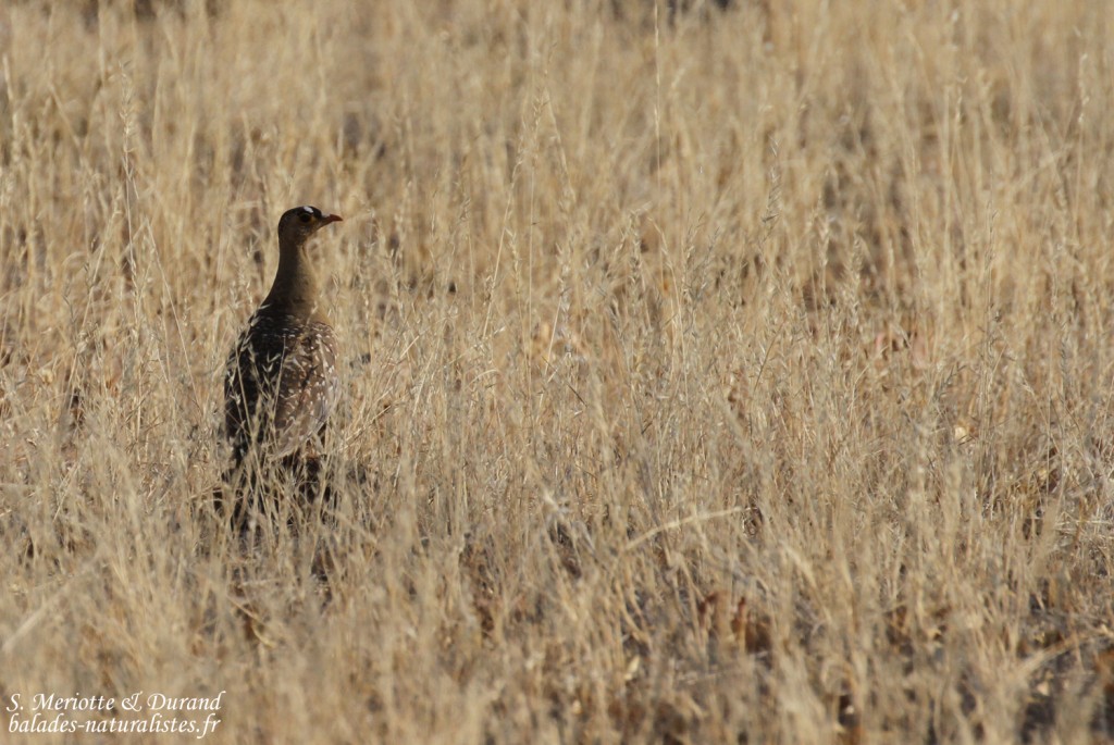 Ganga bibande, Hobatere