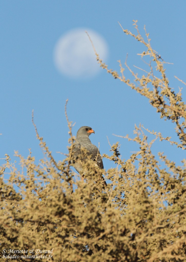 Autour chanteur (Naukluft)