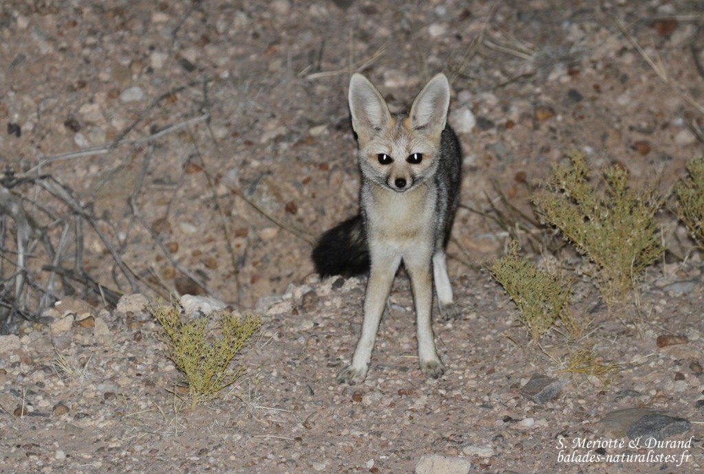 Renard du Cap (Naukluft)