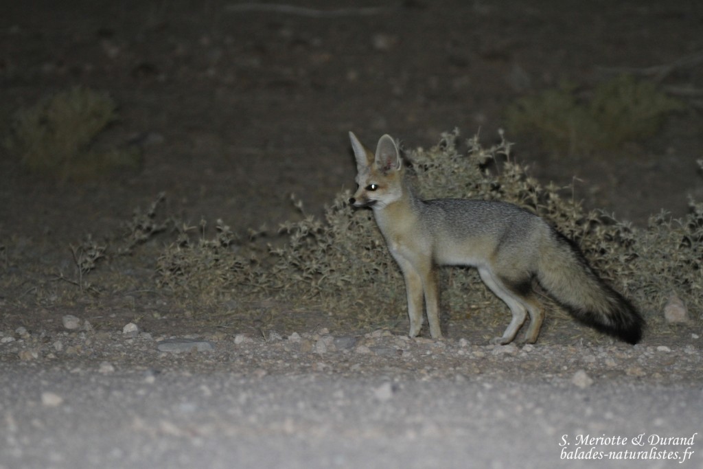 Renard du Cap (Naukluft)