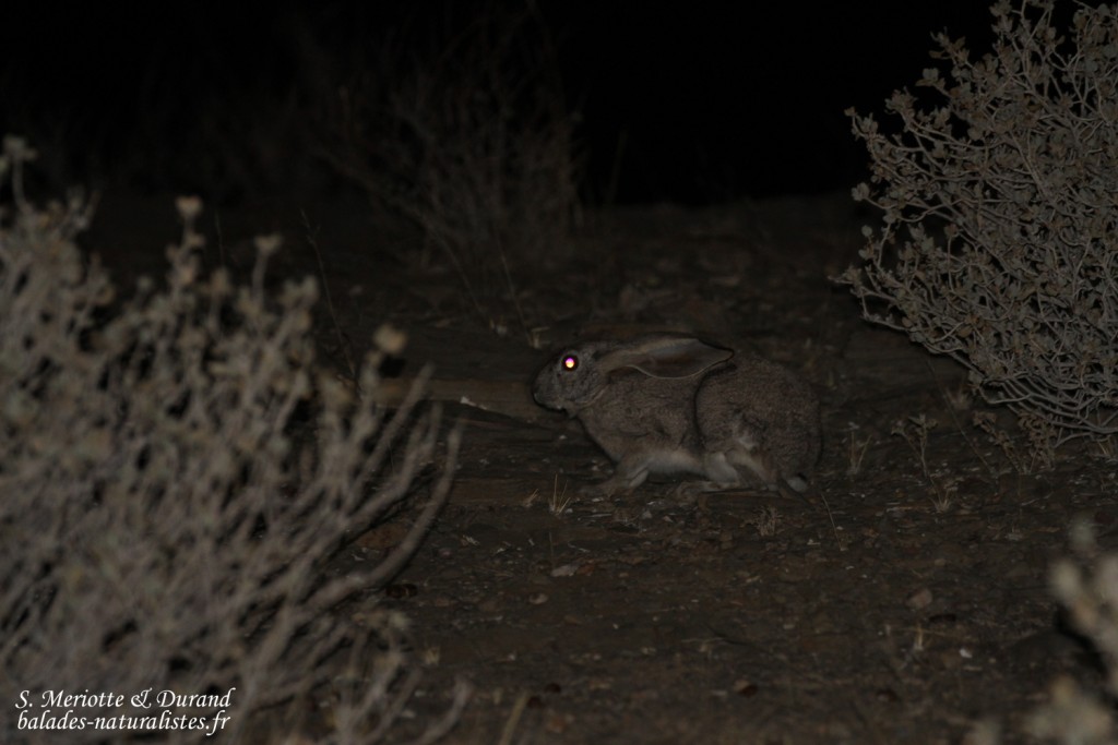 Scrub hare (Naukluft)