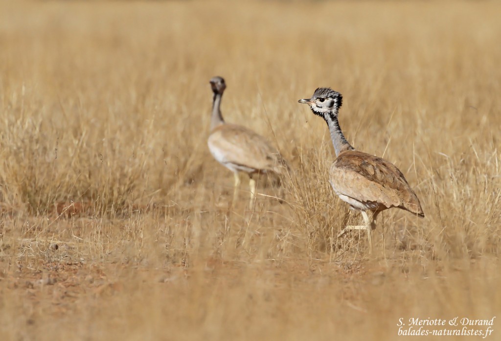 Outarde de Ruppell (Naukluft)