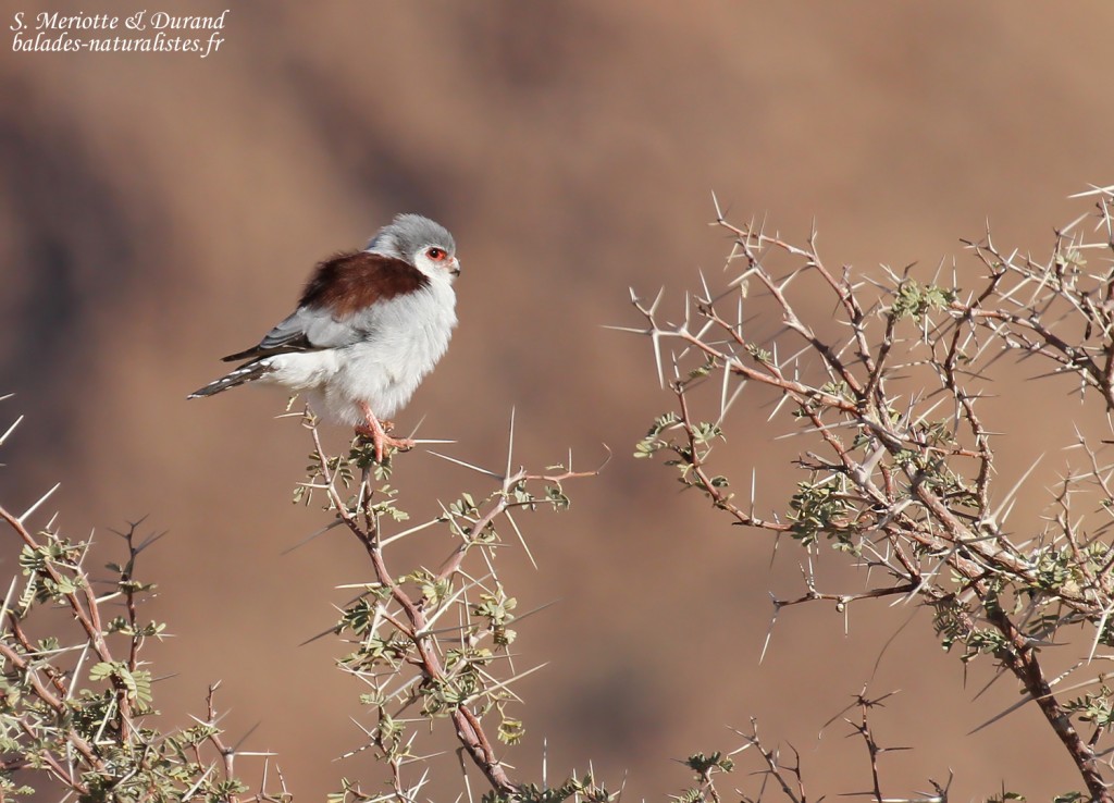 Fauconnet pygmée (Naukluft)
